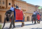 حمله فیل ها، مجروح شدن گردشگر در حین لذت سواری هند