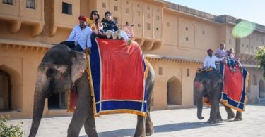 Elephant Attacks, Injures Tourist During India Joy Ride