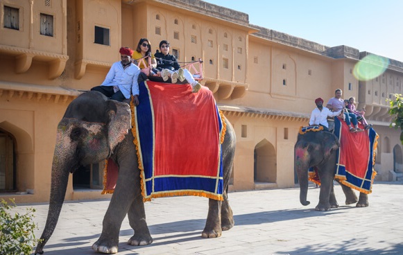 Elephant Attacks, Injures Tourist During India Joy Ride