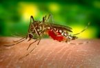 Hawaii rapporterer rejserelateret tilfælde af dengue-virus