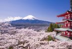 Преследване на черешови цветя: Сезонът на сакура в Япония