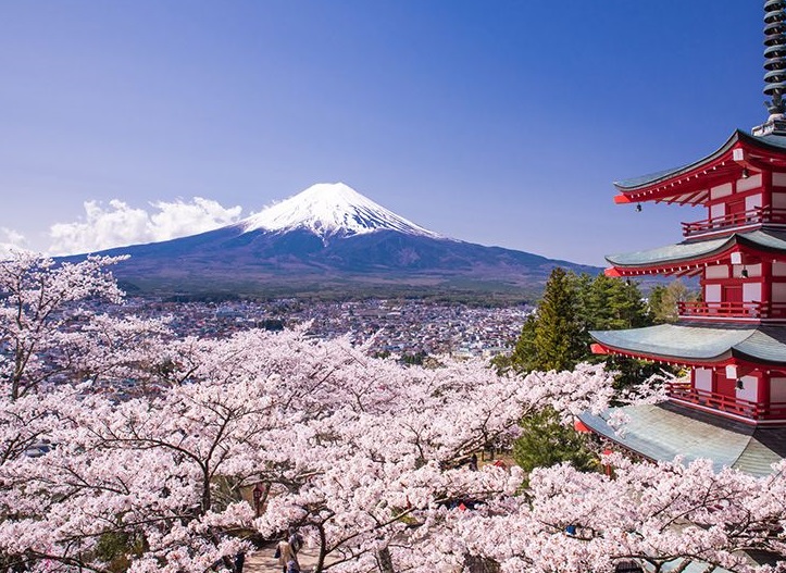 Albalı çiçəklərinin qovması: Yaponiyada Sakura mövsümü