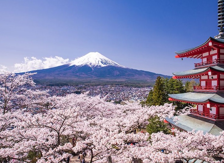 Chasing Cherry Blossoms: Sakura Season in Japan