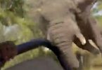 Elevant tapab 80-aastase USA turisti Sambia Safaril