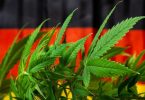 Во Германија конечно е легализирана рекреативната марихуана