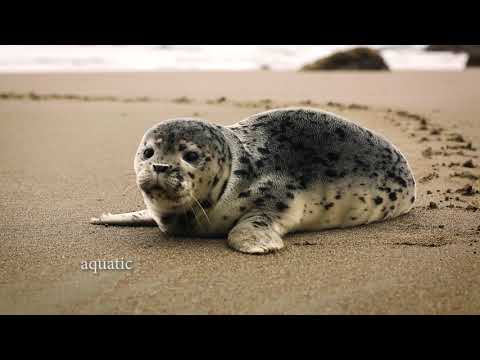 γεγονότα για τη ρύπανση των ωκεανών από τον ωκεανό | eTurboNews | eTN