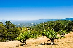 vingård - billede med tilladelse fra wikipedia