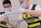 Man Sneaks 104 Live Snakes from Hong Kong to China in his Pants