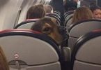 New CDC Rules for Dog Travel to USA