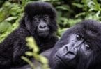 Rwanda: Twenty Years of Gorilla Conservation Efforts