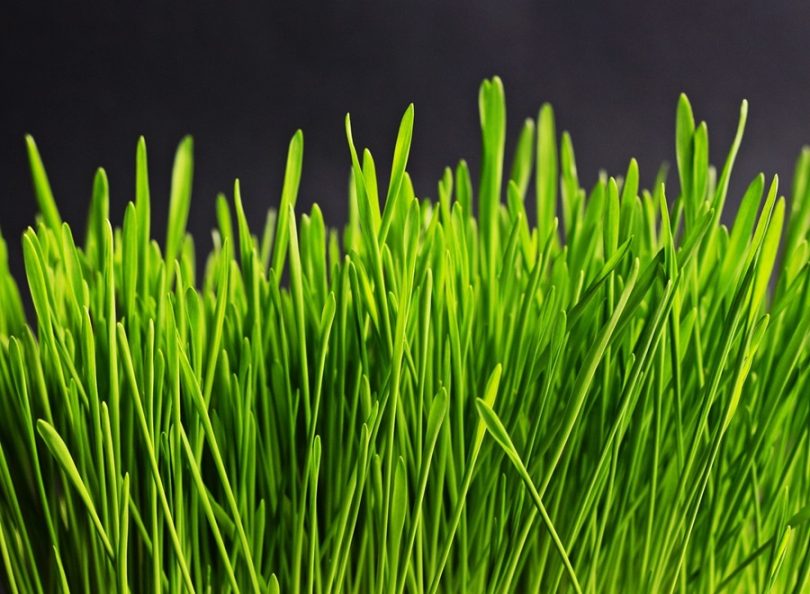 grass - image courtesy of Holger Langmaier from Pixabay
