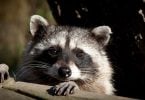 racoon - image courtesy of a.liam