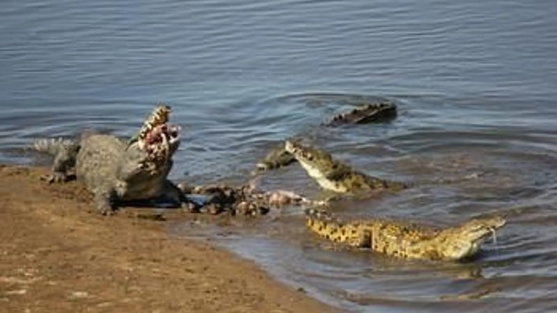 Advertència pública de cocodrils i serps al riu Madikwe Limpopo