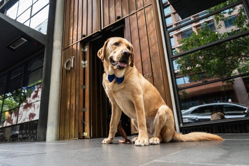 Uusi hyvinvointi "Dog-Cierge" QT Melbournessa