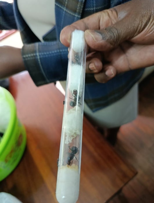 Major Exotic-Ant Trafficking Operation Busted in Kenya 3 Travel, Tourism & Lifestyle Trends 0 49 | eTurboNews | eTN