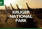 Kruger