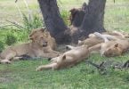 Lions Tanaznia
