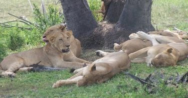 Leones de Tanzania