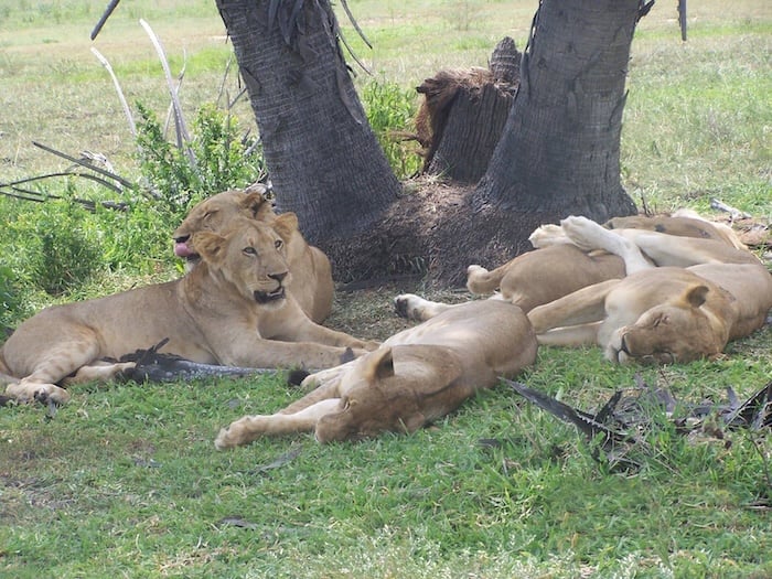 Lions Tanaznia