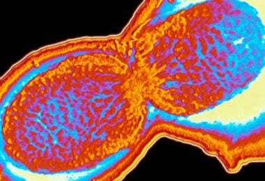 การเจ็บป่วย