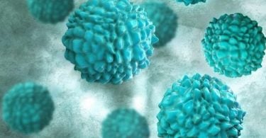 Novovirus